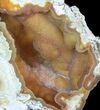 Agatized Fossil Coral Geode With Druzy Crystals - Florida #57710-1